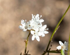 Gilia capitata abrotanifolia