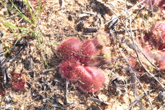 Drosera magna