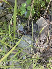 Masticophis lateralis lateralis