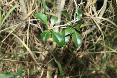 Auranticarpa rhombifolia