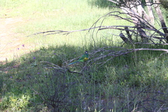 Barnardius zonarius