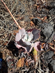 Echeveria gibbiflora