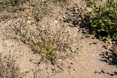 Gilia capitata abrotanifolia