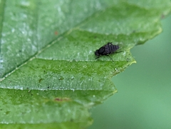 Phorinae