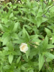 Epilobium luteum