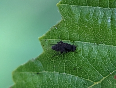 Phorinae