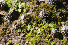 Riccia