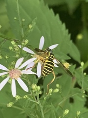 Spilomyia longicornis