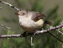 Acanthiza reguloides