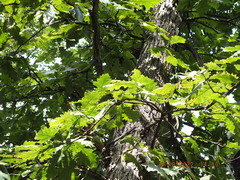 Quercus macrocarpa