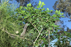 Auranticarpa rhombifolia