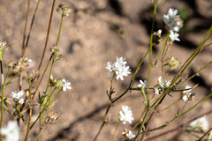 Gilia capitata abrotanifolia