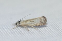 Microcrambus minor