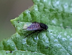 Phorinae