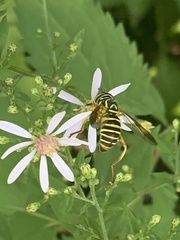 Spilomyia longicornis