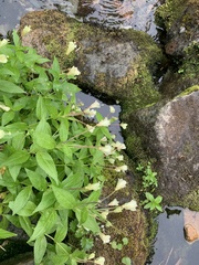 Epilobium luteum