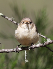 Acanthiza reguloides
