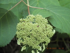 Hydrangea arborescens