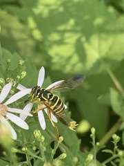 Spilomyia longicornis