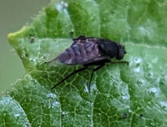 Phorinae