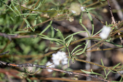 Gilia capitata abrotanifolia