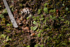 Riccia