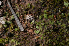 Riccia