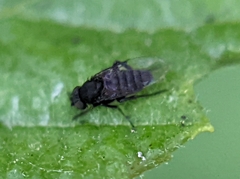 Phorinae