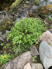 Epilobium luteum