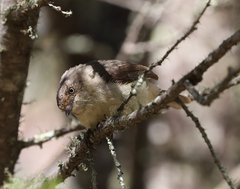 Acanthiza reguloides