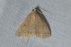 Zanclognatha jacchusalis