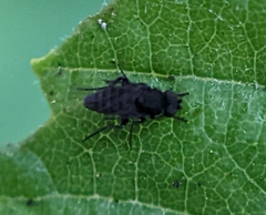 Phorinae