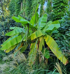 Musa basjoo