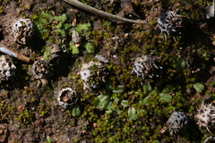 Riccia