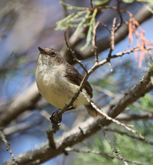 Acanthiza reguloides