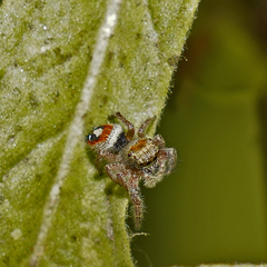 Phidippus californicus