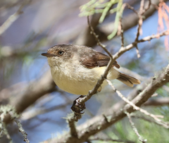 Acanthiza reguloides