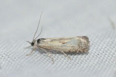 Microcrambus minor