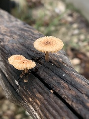 Gloeophyllaceae