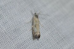 Microcrambus minor