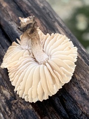 Gloeophyllaceae