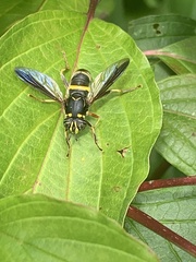 Spilomyia sayi