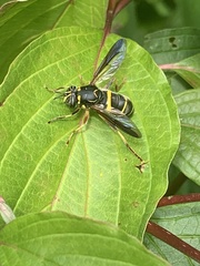 Spilomyia sayi