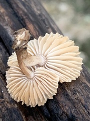 Gloeophyllaceae