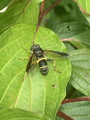 Spilomyia sayi