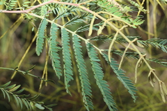 Acacia glaucocarpa