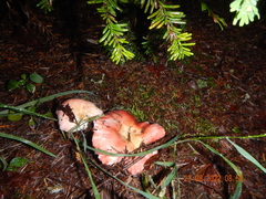 Russula cremoricolor