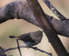 Acanthiza pusilla
