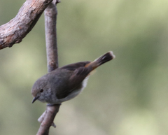 Acanthiza pusilla