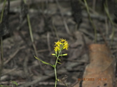 Solidago flexicaulis
